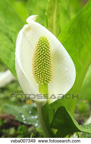 Skunk Cabbage View Large Photo Image Stock Photo - Skunk Cabbage. Fotosearch