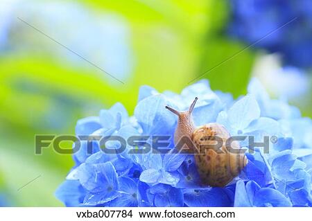 Snail on a flower View Large Photo Image Picture - Snail on a flower. Fotosearch