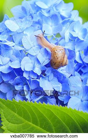 Stock Photography - Snail on a flower. Fotosearch