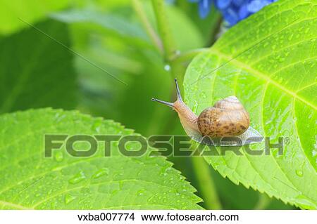 Picture - Snail on a leaf. Fotosearch