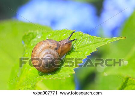 Stock Image - Snail on a leaf. Fotosearch