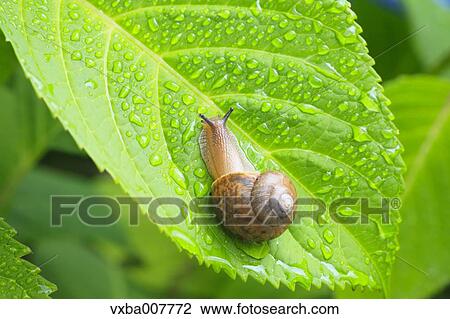 Snail on a leaf View Large Photo Image Stock Image - Snail on a leaf. Fotosearch