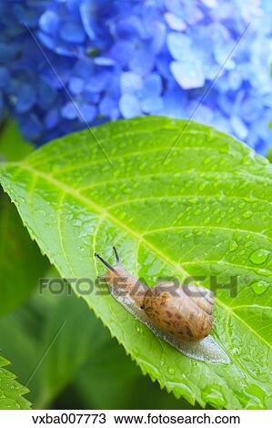 Snail on a leaf View Large Photo Image Stock Image - Snail on a leaf. Fotosearch