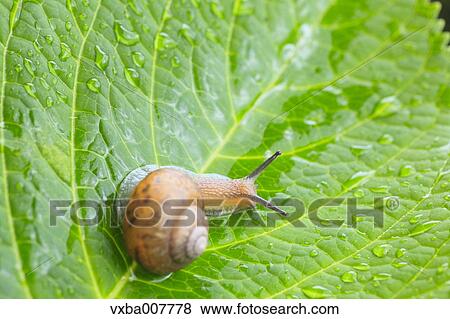 Snail on a leaf View Large Photo Image Stock Photo - Snail on a leaf. Fotosearch