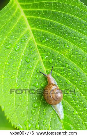 Stock Photograph - Snail on a leaf. Fotosearch
