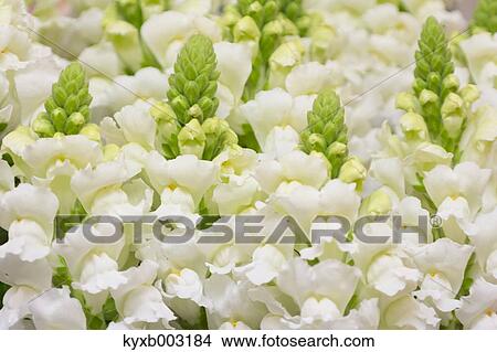 Picture - Snapdragon. Fotosearch