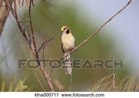 Stock Photo - Spot-Breasted Parrotbill. Fotosearch