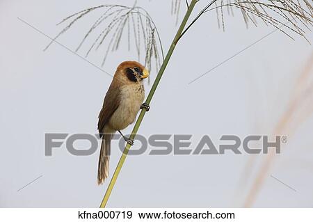 Spot-Breasted Parrotbill View Large Photo Image Stock Photo - Spot-Breasted Parrotbill. Fotosearch