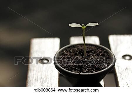 Sprouting leaves View Large Photo Image Picture - Sprouting leaves. Fotosearch