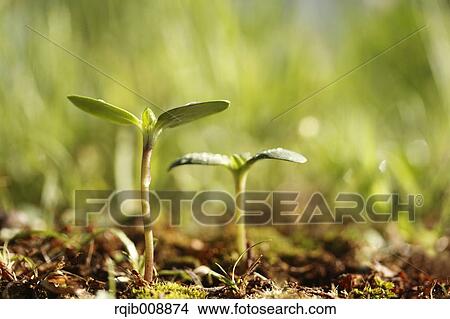 Sprouting leaves View Large Photo Image Picture - Sprouting leaves. Fotosearch