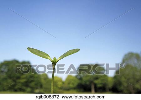 Stock Image - Sprouting leaves. Fotosearch