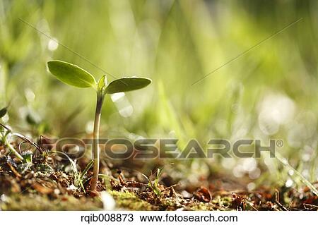 Stock Image - Sprouting leaves. Fotosearch