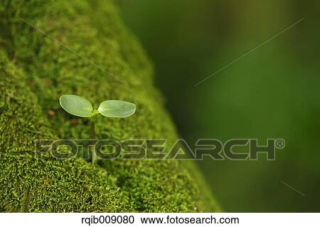 Sprouting leaves View Large Photo Image Stock Image - Sprouting leaves. Fotosearch