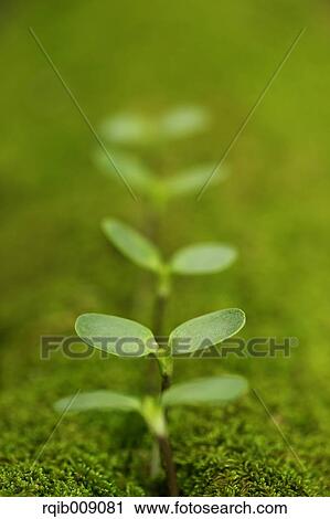 Sprouting leaves View Large Photo Image Stock Image - Sprouting leaves. Fotosearch