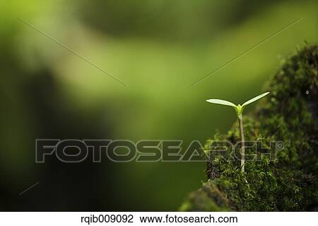 Sprouting leaves View Large Photo Image Stock Image - Sprouting leaves. Fotosearch