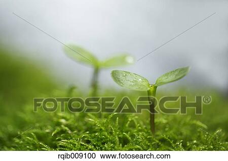 Stock Image - Sprouting leaves. Fotosearch