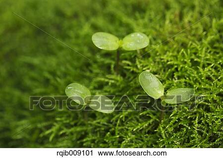 Stock Image - Sprouting leaves. Fotosearch