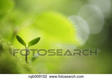 Sprouting leaves View Large Photo Image Stock Image - Sprouting leaves. Fotosearch
