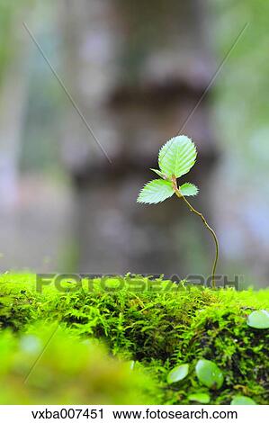 Sprouting leaves View Large Photo Image Stock Image - Sprouting leaves. Fotosearch