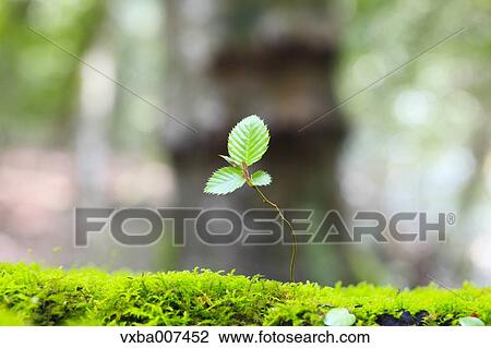 Sprouting leaves View Large Photo Image Stock Image - Sprouting leaves. Fotosearch