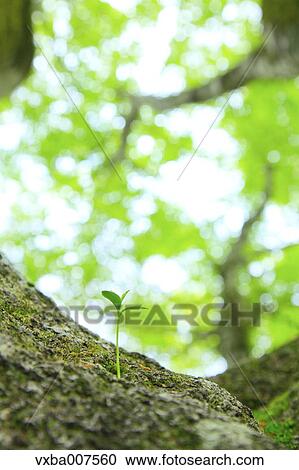 Sprouting leaves View Large Photo Image Stock Image - Sprouting leaves. Fotosearch