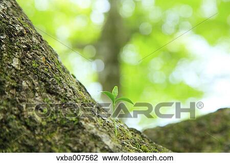 Sprouting leaves View Large Photo Image Stock Image - Sprouting leaves. Fotosearch
