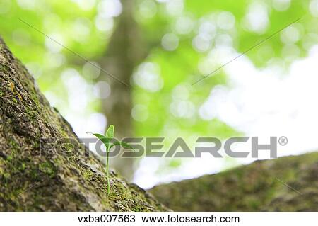 Sprouting leaves View Large Photo Image Stock Image - Sprouting leaves. Fotosearch