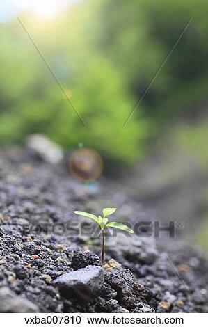 Sprouting leaves View Large Photo Image Stock Image - Sprouting leaves. Fotosearch