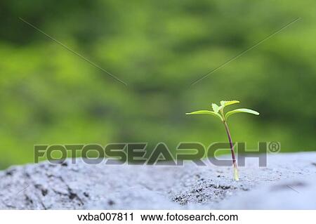 Stock Image - Sprouting leaves. Fotosearch