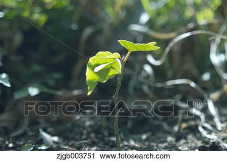 Sprouting leaves View Large Photo Image Stock Image - Sprouting leaves. Fotosearch