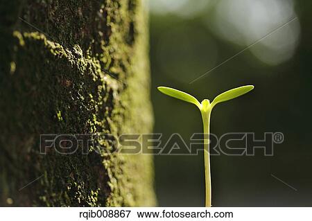 Sprouting leaves View Large Photo Image Stock Photo - Sprouting leaves. Fotosearch