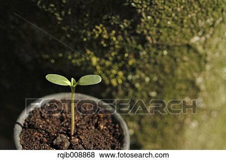 Sprouting leaves View Large Photo Image Stock Photo - Sprouting leaves. Fotosearch