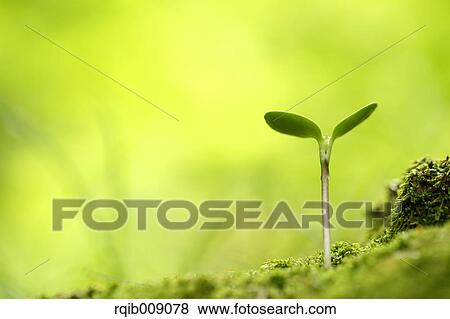 Sprouting leaves View Large Photo Image Stock Photo - Sprouting leaves. Fotosearch