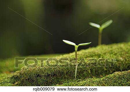 Stock Photo - Sprouting leaves. Fotosearch
