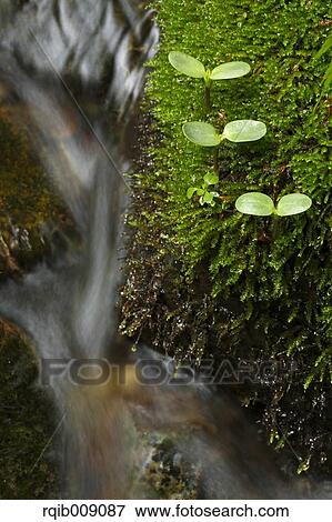 Sprouting leaves View Large Photo Image Stock Photo - Sprouting leaves. Fotosearch