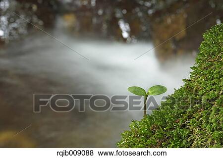 Sprouting leaves View Large Photo Image Stock Photo - Sprouting leaves. Fotosearch