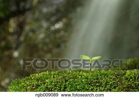 Stock Photo - Sprouting leaves. Fotosearch