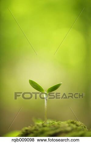 Sprouting leaves View Large Photo Image Stock Photo - Sprouting leaves. Fotosearch