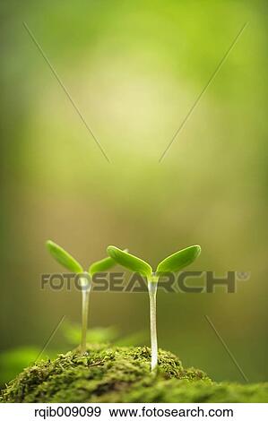 Sprouting leaves View Large Photo Image Stock Photo - Sprouting leaves. Fotosearch