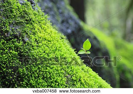 Sprouting leaves View Large Photo Image Stock Photo - Sprouting leaves. Fotosearch