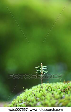 Sprouting leaves View Large Photo Image Stock Photo - Sprouting leaves. Fotosearch