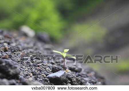 Sprouting leaves View Large Photo Image Stock Photo - Sprouting leaves. Fotosearch