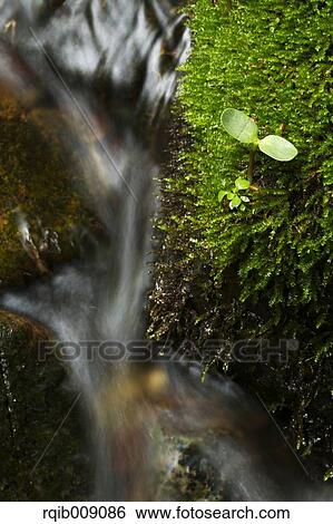 Sprouting leaves View Large Photo Image Stock Photograph - Sprouting leaves. Fotosearch