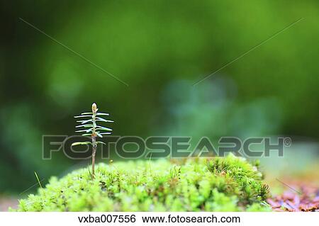 Sprouting leaves View Large Photo Image Stock Photograph - Sprouting leaves. Fotosearch
