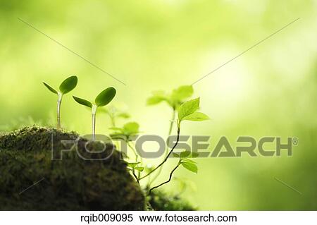 Sprouting leaves View Large Photo Image Stock Photography - Sprouting leaves. Fotosearch
