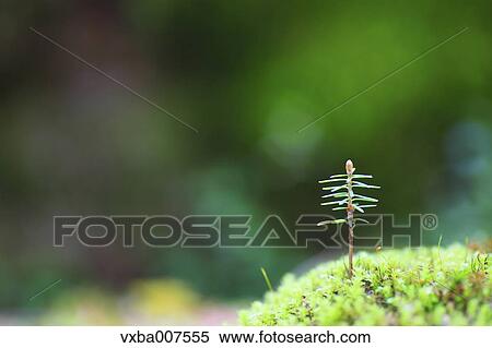 Sprouting leaves View Large Photo Image Stock Photography - Sprouting leaves. Fotosearch