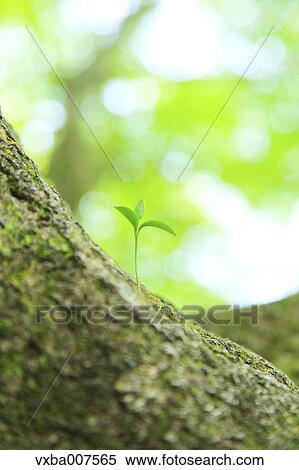 Sprouting leaves View Large Photo Image Stock Photography - Sprouting leaves. Fotosearch