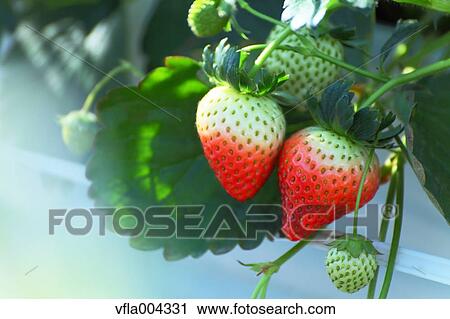 Strawberries View Large Photo Image Stock Image - Strawberries. Fotosearch
