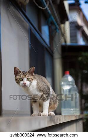 Picture - Stray Cat. Fotosearch