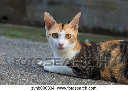 Picture - Stray Cat. Fotosearch